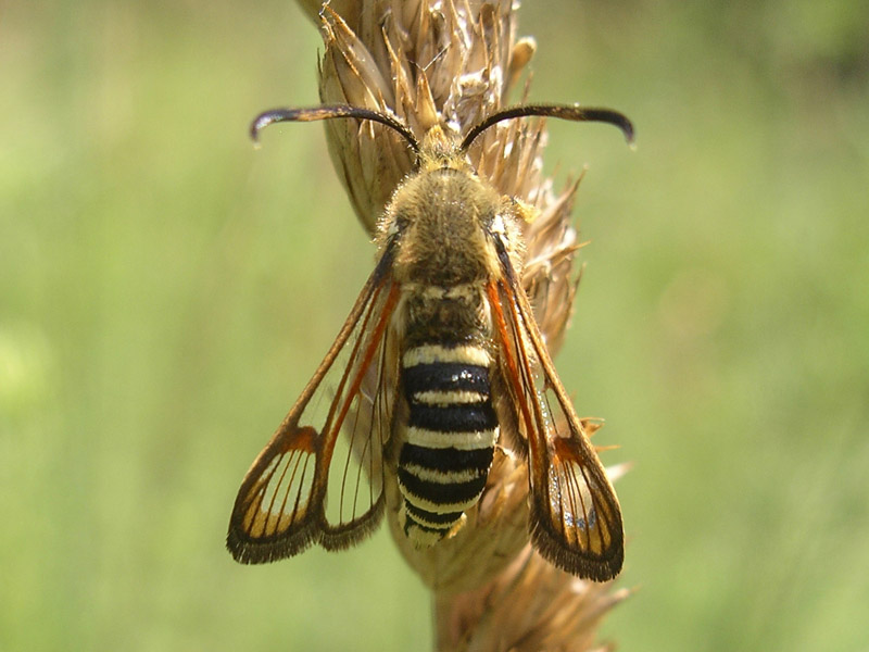 Sesiidi da determinare: Bembecia ichneumoniformis?